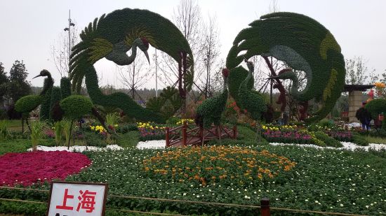中新网湖北 湖北新闻网 中国(荆门)菊花展览会