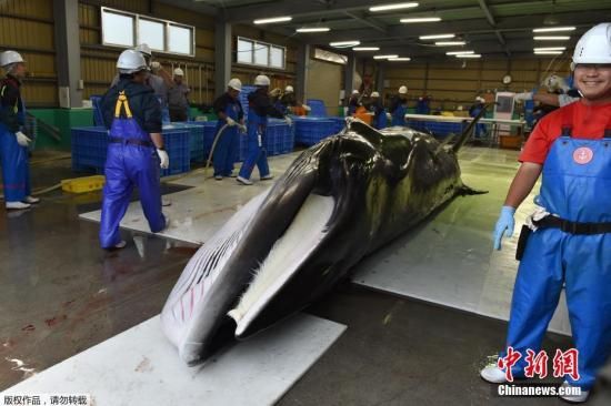 当地时间7月1日，日本北海道钏路港，一头刚刚被捕获的小须鲸被起重机吊到卡车上前往鱼肉市场。