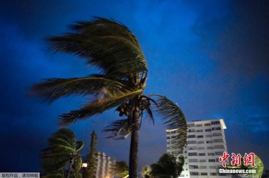 美国国家飓风研究中心1日称，大西洋飓风“多里安”已升级为5级飓风。图为飓风“多里安”带来的强风抵达巴哈马群岛大巴哈马自由港的第一时刻，强风吹动棕榈树叶。