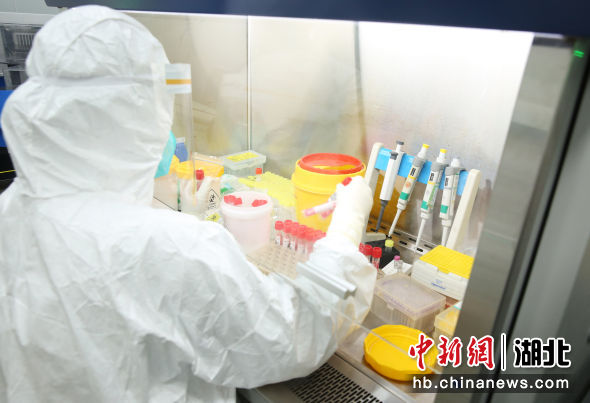 武汉市中心医院检验科分子生物学实验室内，检测人员在分拣样本