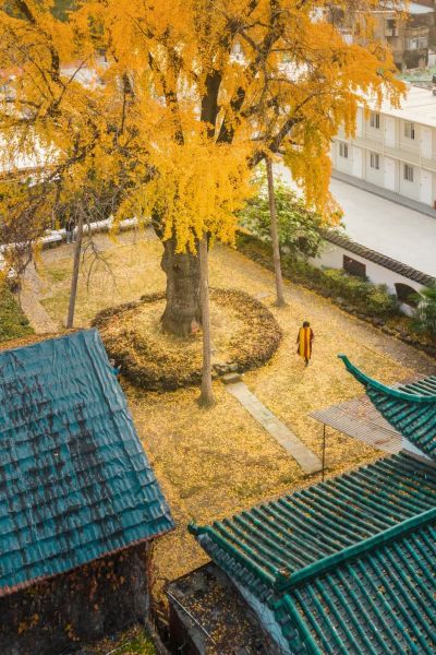 秋日“汉阳树”身披黄金甲