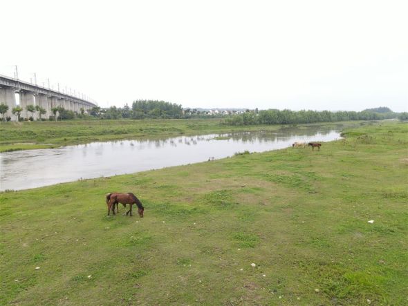 牛马在河滩吃草