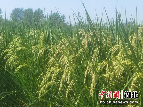 50亩高产稻谷长势喜人 黄胜红 摄