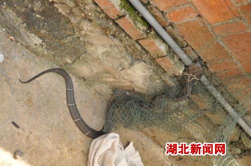 北新闻网鄂东频道 湖北黄石一民院惊现眼镜蛇