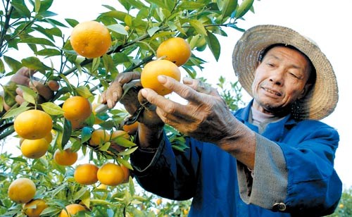 湖北新闻网鄂东频道 图:鄂州特色水果深秋飘香