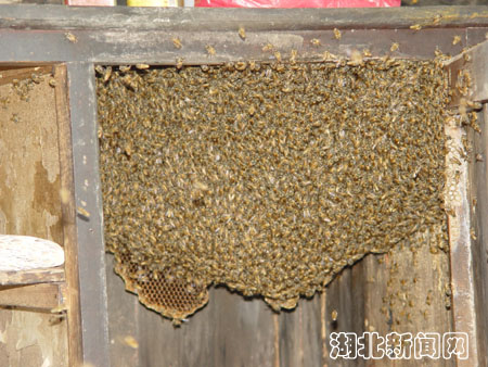 武当老道与数万蜜蜂10年和谐共用一木碗柜(图