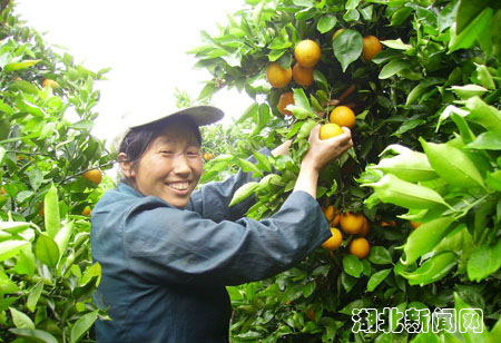 图:秭归夏橙园里的劳动妇女