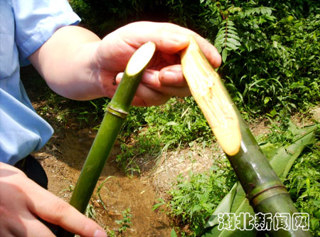 溪边根根竹竹心变成木 长阳发现罕见的实心竹