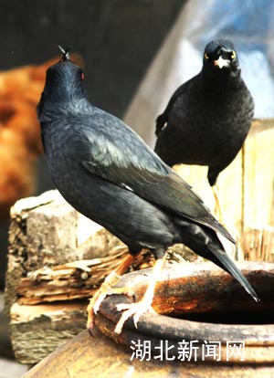 湖北新闻网 珍闻图片:山农与会说话的八哥鸟和