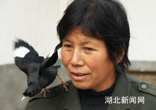 湖北新闻网 珍闻图片:山农与会说话的八哥鸟和