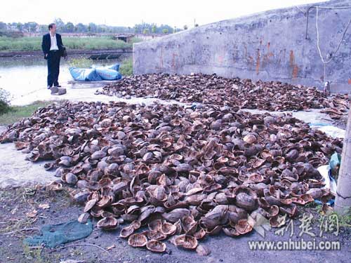 湖北新闻网 荆门某养殖场三吨乌龟因附近工地
