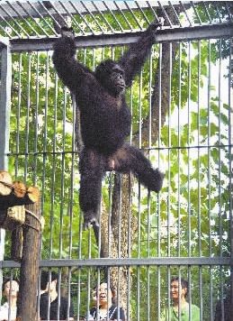 湖北新闻网 中国金丝猴 出访 俄亥俄州 美国黑猩