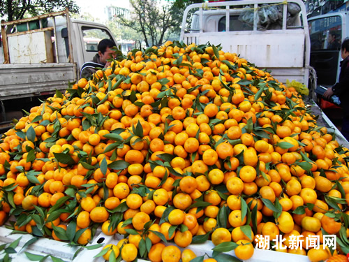 湖北新闻网 图:宜昌橘子销量大半