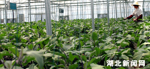 湖北新闻网 图:武汉市东西湖区建起空调蔬菜种