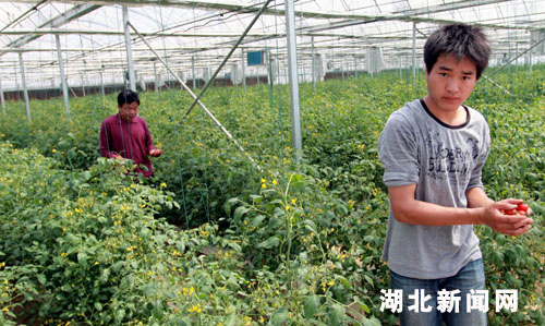 湖北新闻网 图:武汉市东西湖区建起空调蔬菜种