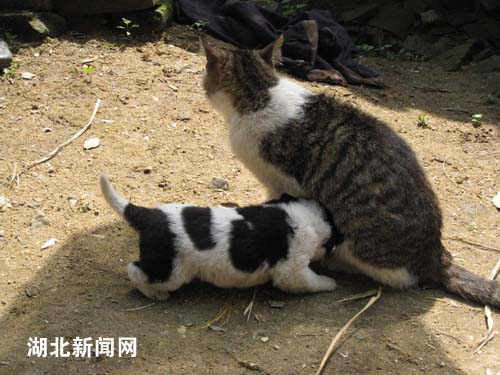 湖北新闻网 湖北浠水县一农户家猫产下一狗仔