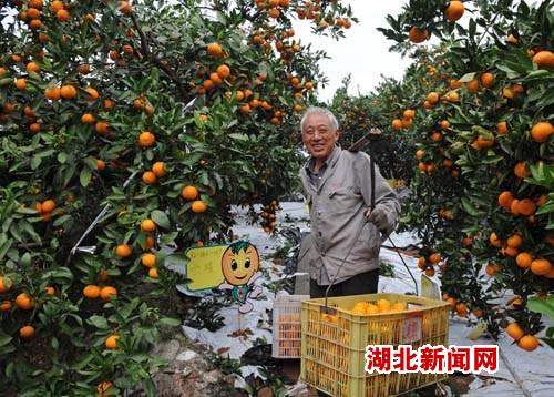 湖北新闻网 图:宜都开设现实版QQ农场(3)