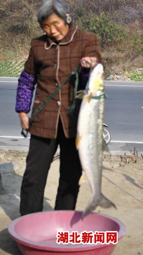 湖北新闻网 图:武当山渔民捕获近20斤重的鱼感鱼