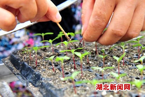 湖北新闻网 图文:宜昌建成首条滚动式穴盘育苗