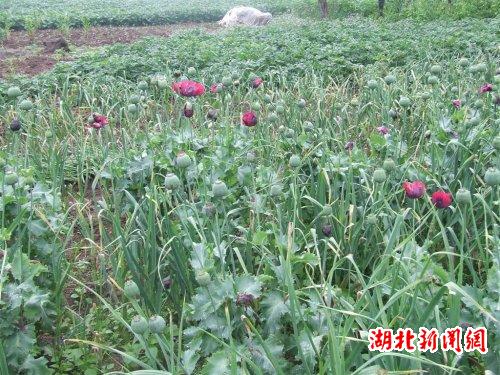 湖北新闻网 巴东县信陵派出所铲除罂粟原植物