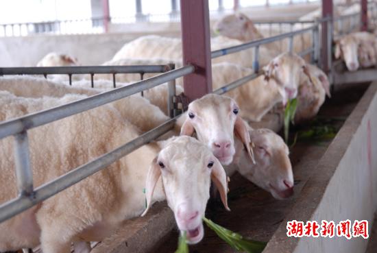 湖北新闻网 全省最大的湖羊种羊繁育基地落户
