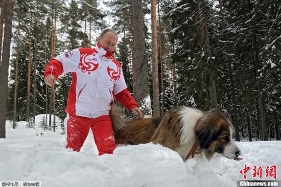 时与一只保加利亚牧羊犬和一只秋田犬在雪地中
