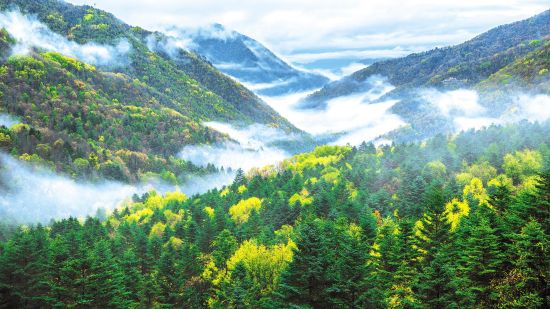 森林覆盖率提升至41.84% 林业总产值突破4000亿元