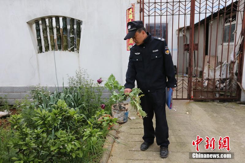 武汉居民菜地现罂粟花 自称飘来的种子 - 图片