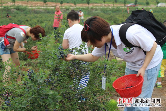 中国农谷:蓝莓引来四方客 - 图片频道 - 湖北新闻