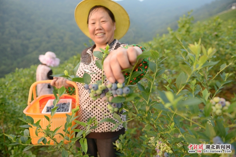湖北保康:蓝莓成为山区农民致富果 - 图片频道