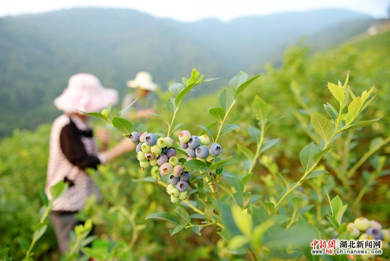 湖北保康:蓝莓成为山区农民致富果 - 图片频道