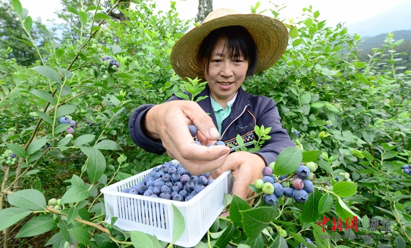 湖北保康:蓝莓成为农民致富果 - 中新网湖北图片