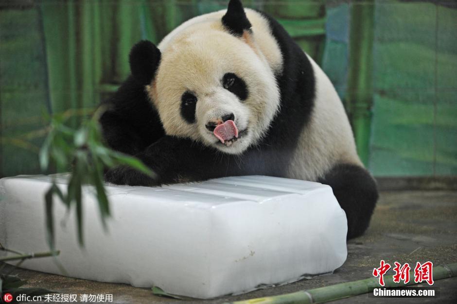 武汉高温 大熊猫抱冰块吐舌头秒变网红 - 中新