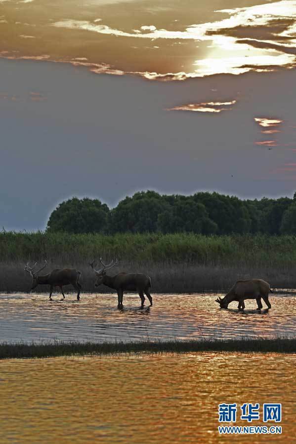 石首麋鹿国家级自然保护区麋鹿种群发展迅速 