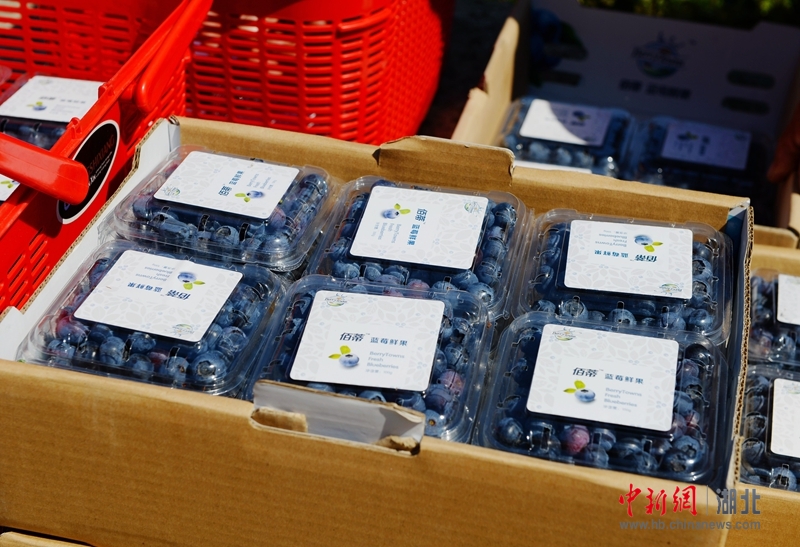 湖北保康:有机蓝莓成为致富果 - 中新网湖北图片