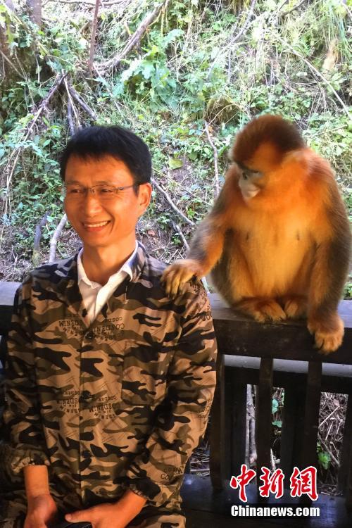 海外华文媒体探访神农架金丝猴基地 人猴嬉戏