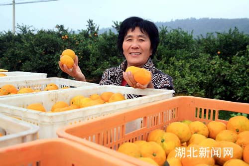 湖北新闻网 新农村 图:枝江白洋柑橘俏销