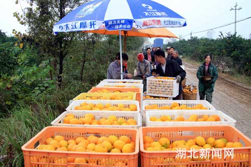 湖北新闻网 新农村 图:枝江白洋柑橘俏销